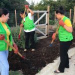 World Mission Society Church of God, wmscog, volunteers, volunteerism, firefighters, fire station, department, garden, gardening, food, harvest, North Carolina, NC, Durham, Raleigh